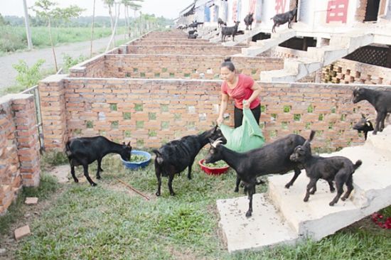 养殖产业托起农民致富梦 养鹅每年收入十几万