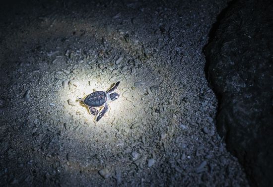 三沙市北岛直击大海龟产卵 90多只小海龟破壳