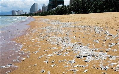 三亚湾海滩现大量死鱼 初步分析为渔船不明原
