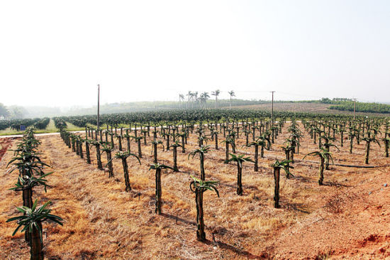 张耕:走集约化产业化现代化路子加快推进农业