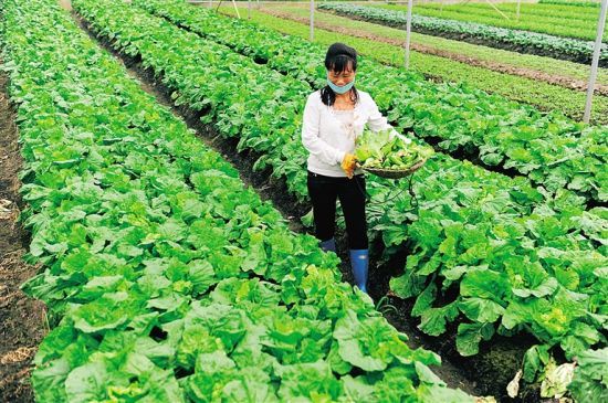 万宁东方洋常年蔬菜基地新菜上市