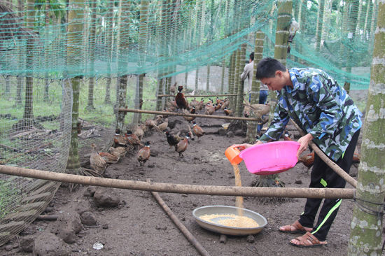 90后定安小伙养殖七彩山鸡敲响致富门(图)