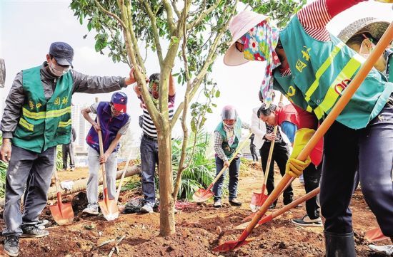 义务植树 3月5日,青年志愿者,园林工人在海口国际三角梅主题公园进行