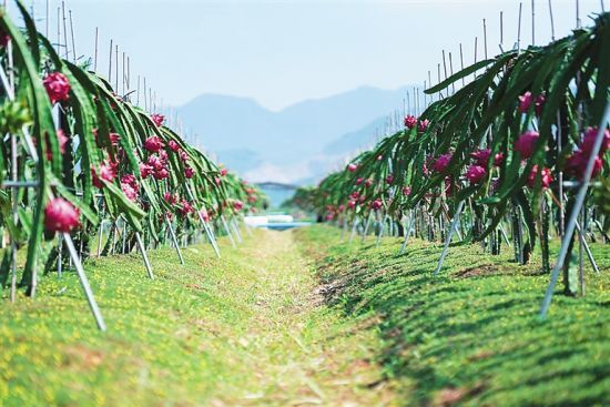 东方火龙果 开创特色农业火红新局面