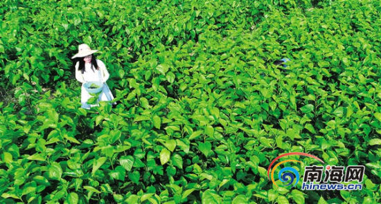 养蚕收入_蒙山县农民种桑养蚕收入过亿元