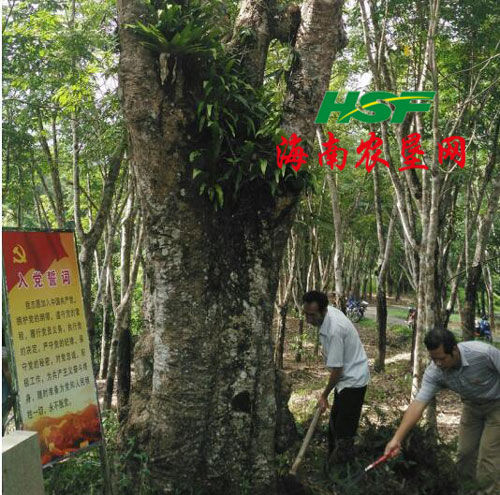 圖為黨員們在鋤草、施肥管護瓊安膠園。