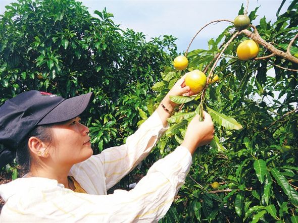 红明农场黄晶果即将上市