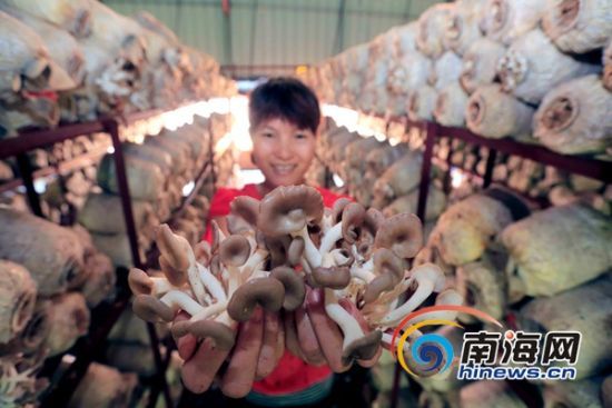 定安县龙湖镇南科食用菌基地用蘑菇残次品养虫