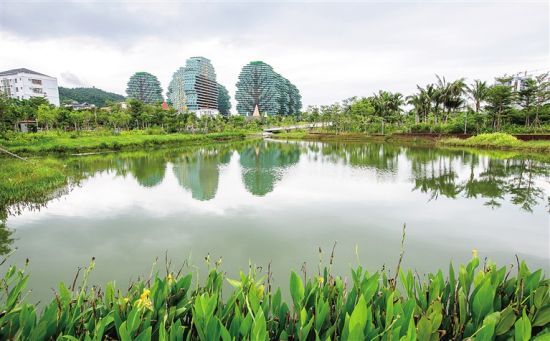 海南日报三亚7月25日电 (记者孙婧)令人紧张数日的第八号台风桑卡平行飞过三亚。尽管如此,桑卡依然带来多场暴雨。记者今天走访发现,该市各主要街道均未见明显积水,其中陆续建成的多个湿地公园功不可没,发挥海绵蓄水的作用,让多余积水缓缓流入河道与大海。 今天,三亚经历了多场暴雨。据该市三防办统计,25日6时至18时,城区平均降雨量28毫米。这一数字背后的实景是,记者走访凤凰路、迎宾路、三亚湾路、河东路等城区主要道路,汽车驶过马路,仅溅起薄薄水花。 经了解,原来帮助三亚在暴雨中保持清爽的,不