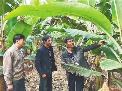 海南省福山镇敦茶村盖起了逾420幢香蕉楼