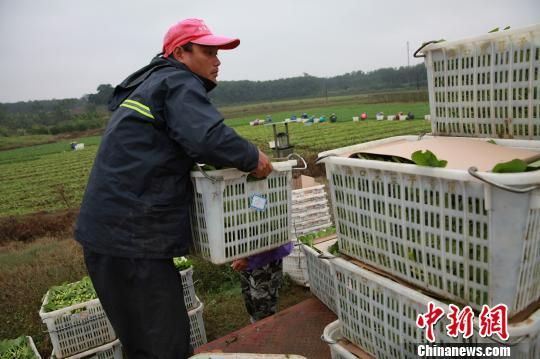 海口菜篮子集团工作人员转运叶菜。　王晓斌　摄