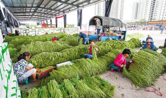 日前，三亚崖州果蔬综合批发市场，工人在挑拣、打包、装箱豇豆。 记者 武威 摄