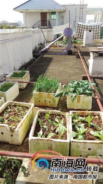 小区楼顶能随意种菜?海口城管部门这样提醒