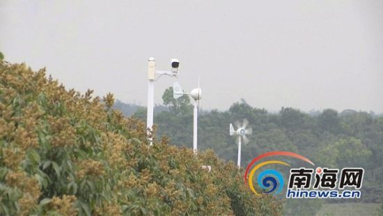 海垦红明农场公司发力红明红荔枝品牌建设