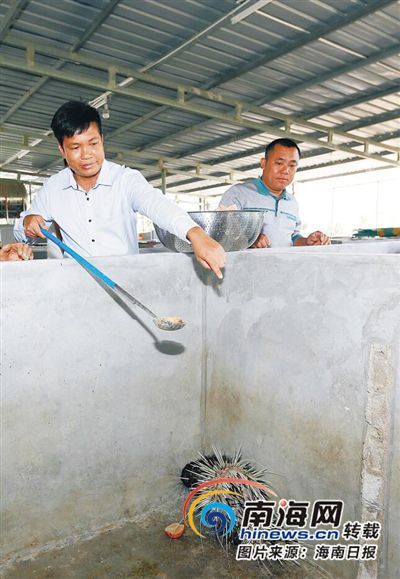 陵水村民杨武强:养豪猪三年发财 带百户村民奔