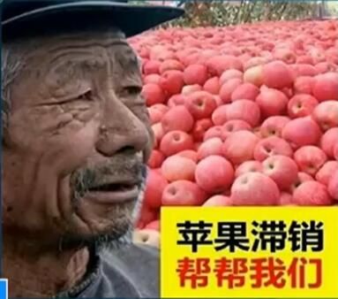 "苹果滞销急哭果农" 是谁在制造"悲情"?