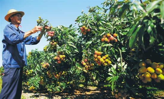 澄迈华侨农场有法宝 累累妃子枝头笑