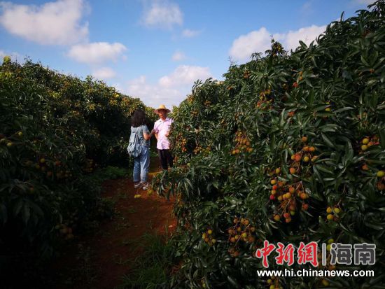琼山荔枝销售销量已达7308万斤 积极发展采摘
