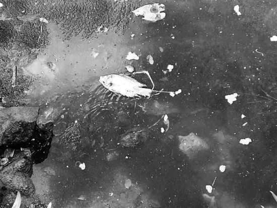 河里漂浮的死鱼。