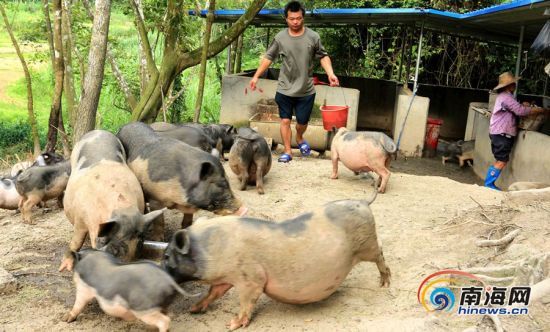 海南琼中的扶贫五脚猪要申请注册商标啦