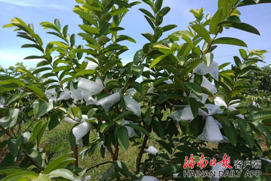 海胶红光四季佳果种植专业合作社红心芭乐上市