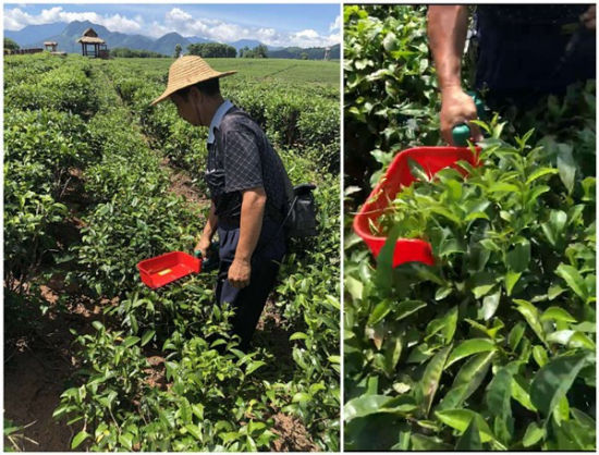 采茶机哪里卖 U57P16T60D92558F1277DT20180706162520.jpg