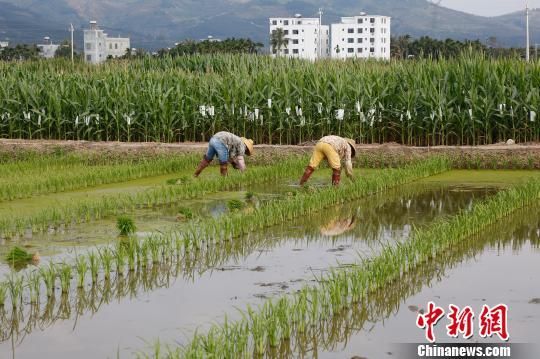 图为海南三亚的南繁育种。(资料图片) 王晓斌 摄
