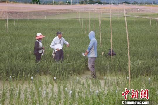 图为海南三亚的南繁育种。(资料图片) 王晓斌 摄