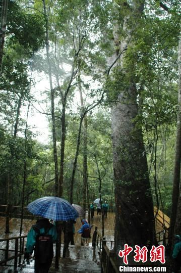 资料图片：海南霸王岭热带雨林一景。尹海明 摄