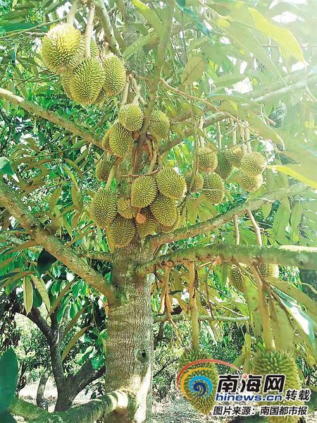 华盛红毛丹基地的榴莲树挂满了果实