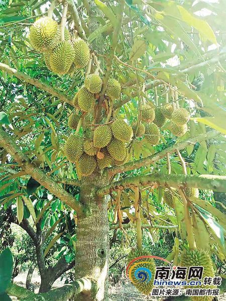 种植户于德胜指着榴莲树上的果实说,榴莲