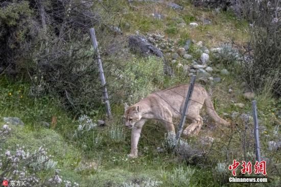 万幸美8岁童遭美洲狮攻击英勇反击保住性命图