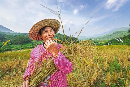 白沙群众村民喜收稻谷.(资料图片)本报记者 袁琛 摄