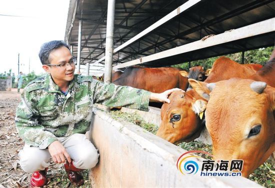 近日，蔡於旭在位于澄迈县金江镇的澄迈慧牛养殖基地照看小黄牛。 本报记者 苏晓杰 通讯员 王家专 摄