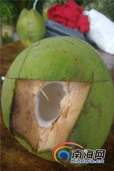 一只海南嫩椰子，果肉鲜嫩，椰水清甜。刚一成熟便被砍下鲜食。南海网首席记者 康景林 摄