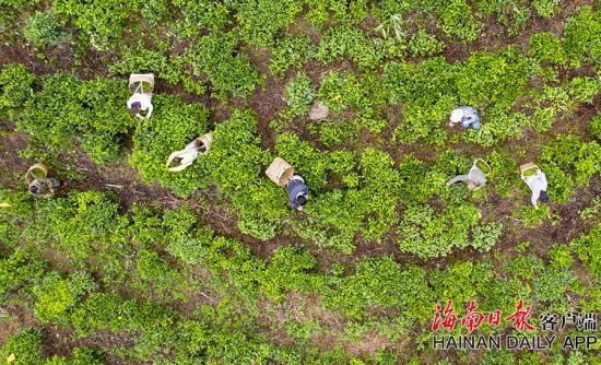 琼中县2020年人口_琼中县地图
