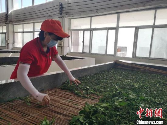 符小琴正在制茶. 张茜翼 摄