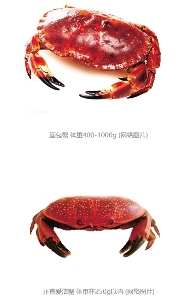 一男子把"正直爱洁蟹"当"面包蟹" 认错蟹吃出问题