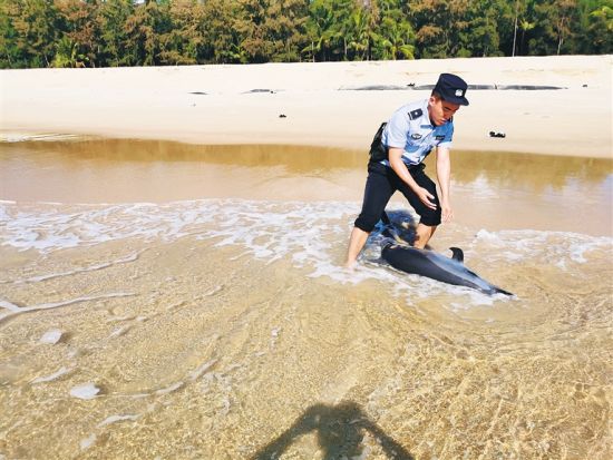民警在救助海豚。新梅海岸派出所供图
