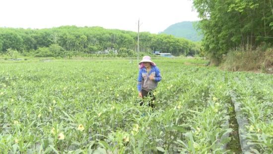 图片来源：保亭宣传微信公众号