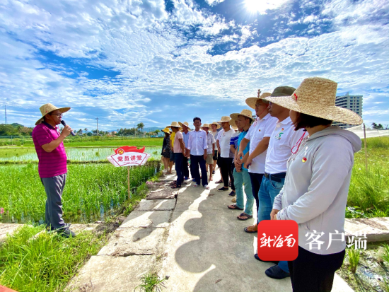 7月23日，陵水椰林镇党史学习教育走进稻田间，专家送技术解难题。
