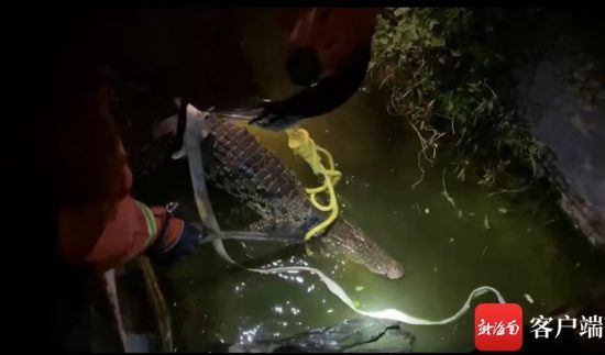 8月19日晚，一鳄鱼盘踞陵水一民房水池内，陵水消防紧急处置。