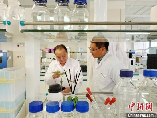 郭安平（左）和科研人员在实验室里查看一株木瓜幼苗。　记者王晓斌　摄