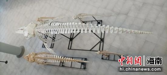 须鲸剥制标本。图片来源：中国（海南）南海博物馆