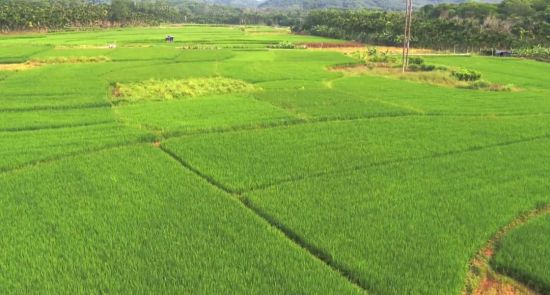 保亭：发展热带特色高效农业 推动农业提质增效