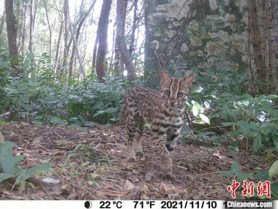豹猫现身海口五源河国家湿地公园（野外红外相机拍摄）。　海口�z�W湿地研究所供图