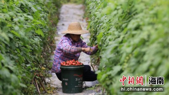 定安龙州洋万亩圣女果迎来收获旺季。程守满供图