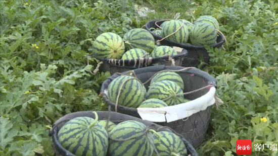 ողժϡ