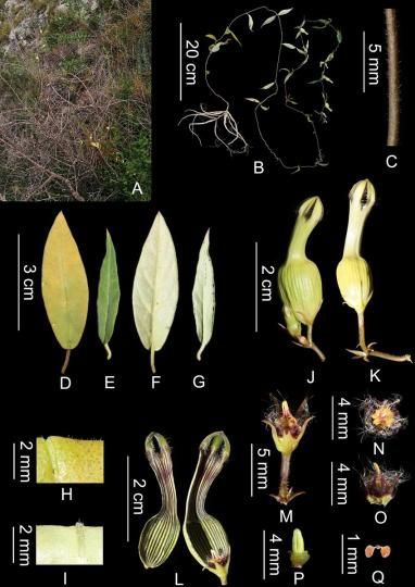 图为绿汁江吊灯花。　中国科学院西双版纳热带植物园提供