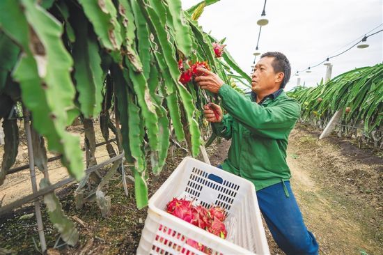 　2月24日，在乐东火龙果种植基地，农户采摘火龙果。